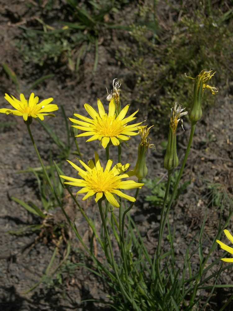 Изображение особи Tragopogon reticulatus.