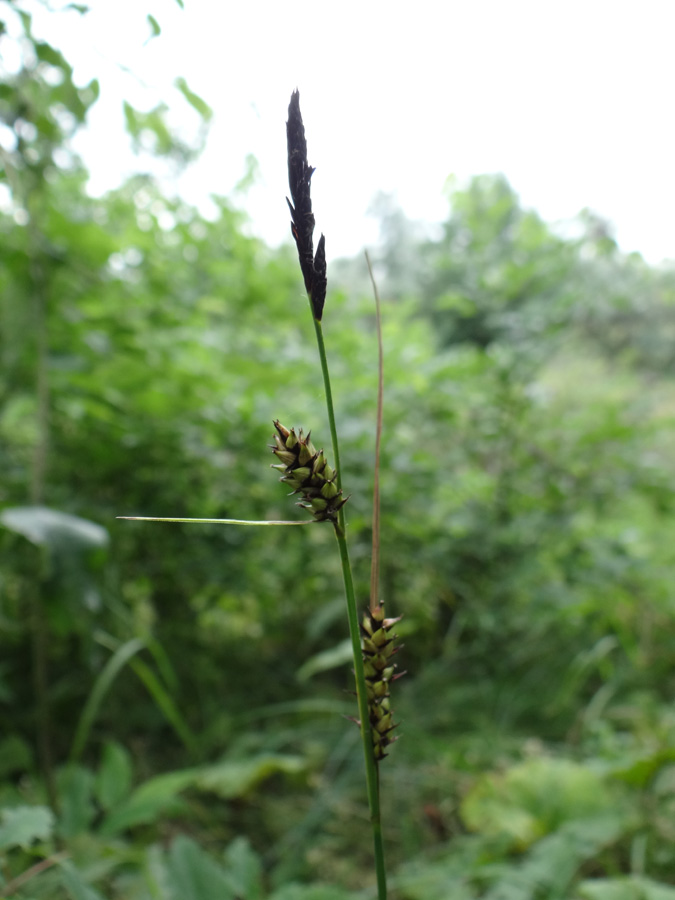Image of Carex melanostachya specimen.