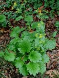 Patrinia gibbosa. Цветущее растение. Германия, г. Дюссельдорф, Ботанический сад университета. 03.06.2014.