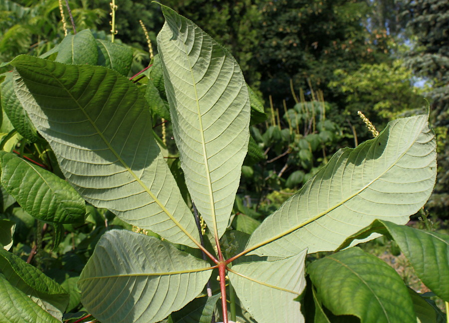 Image of Aesculus parviflora specimen.