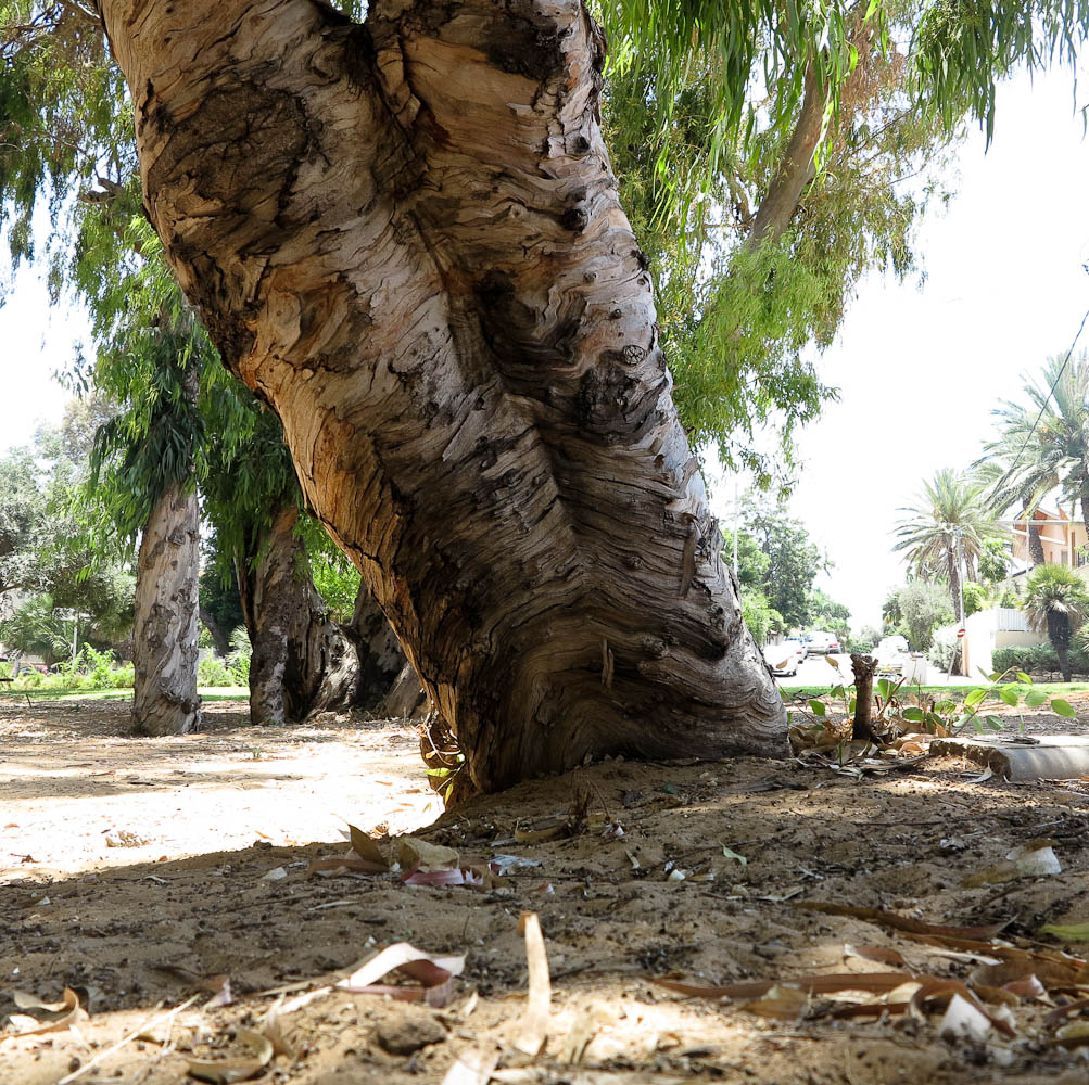 Image of Eucalyptus camaldulensis specimen.