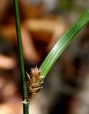 Carex remota