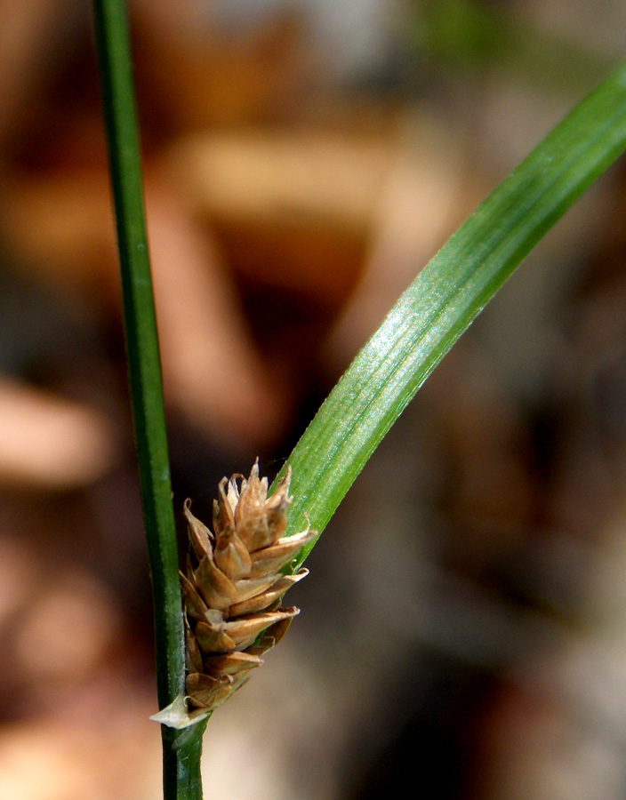 Изображение особи Carex remota.