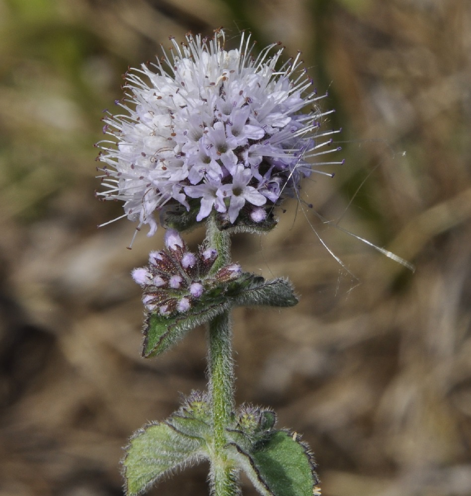 Image of Mentha aquatica specimen.