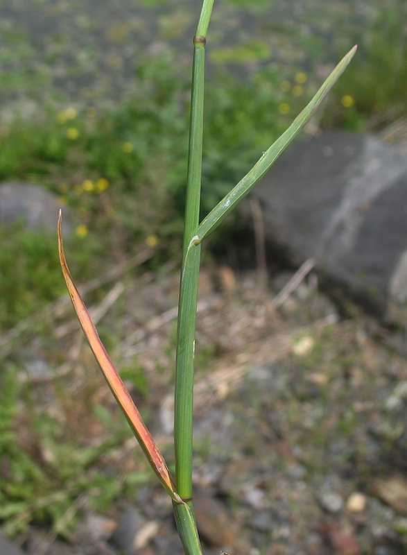 Image of Poa compressa specimen.