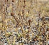 Sphaeranthus strobilifer. Плодоносящие растения. Астраханская обл., Володарский р-н, окр. с. Ямное, ООПТ \"Бугор Змеиный\", пойменный луг. 31.08.2014.