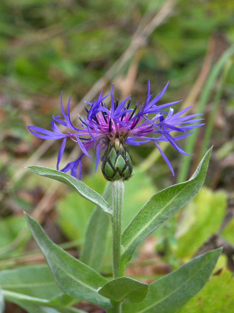 Изображение особи Centaurea nigrofimbria.