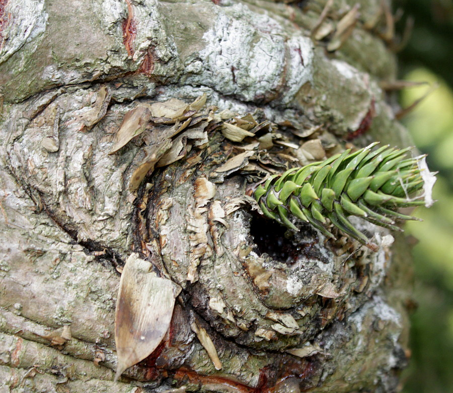 Image of Araucaria araucana specimen.