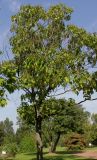 Paulownia tomentosa. Плодоносящее растение. Германия, г. Дюссельдорф, Ботанический сад университета. 05.09.2014.