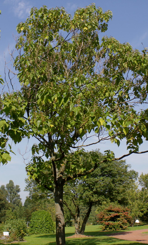 Image of Paulownia tomentosa specimen.