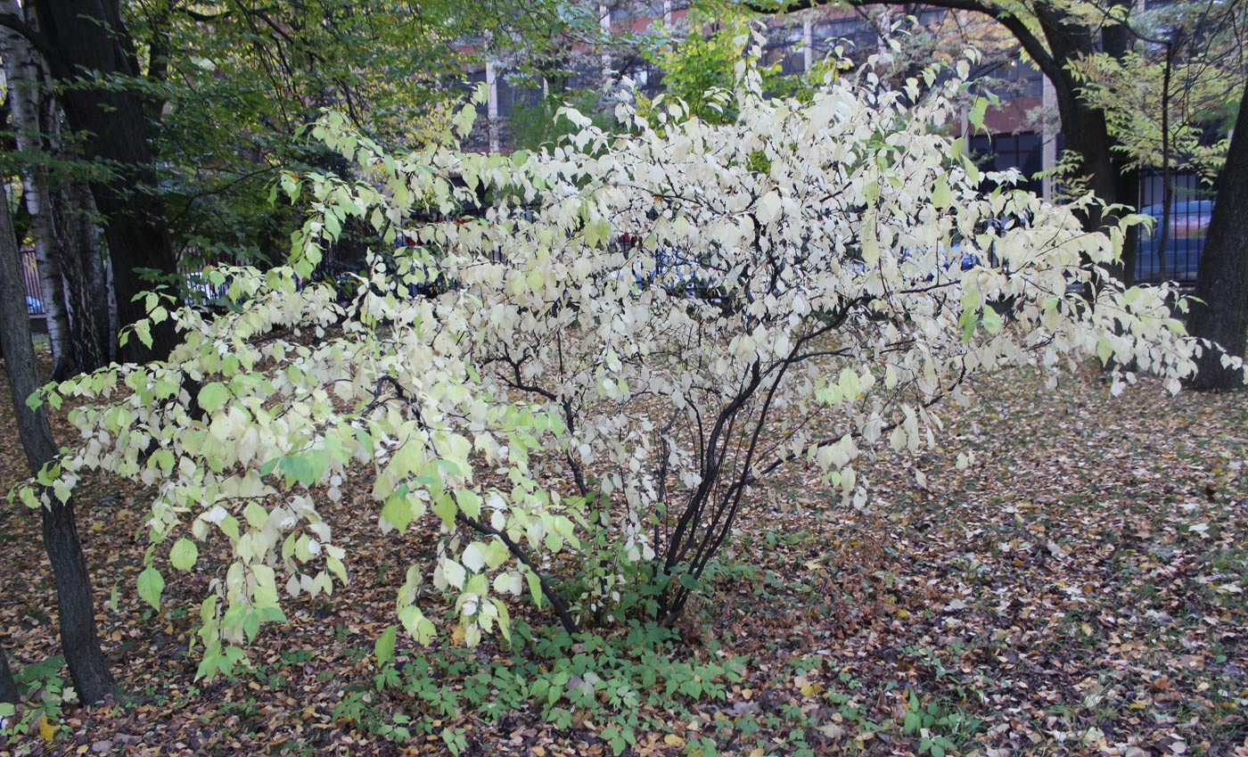 Изображение особи Louiseania ulmifolia.