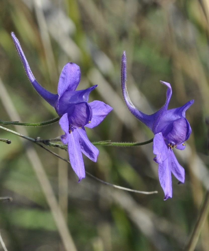 Image of Delphinium paniculatum specimen.