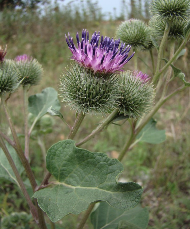 Image of Arctium tomentosum specimen.