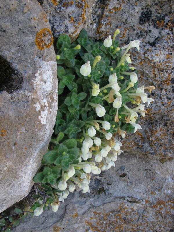 Image of Scutellaria immaculata specimen.