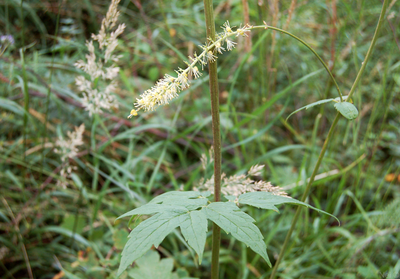 Image of Cimicifuga foetida specimen.