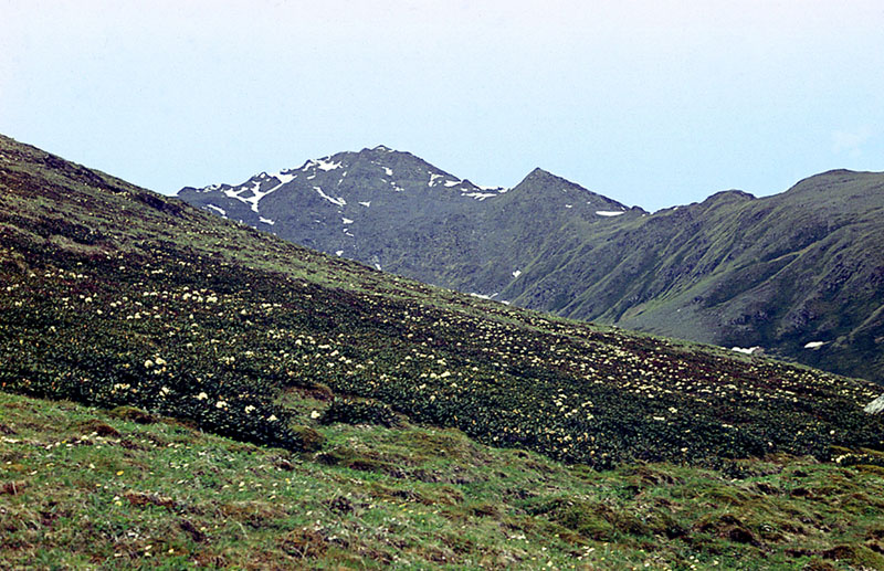 Image of Rhododendron caucasicum specimen.