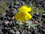 Papaver microcarpum