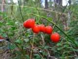 Convallaria majalis