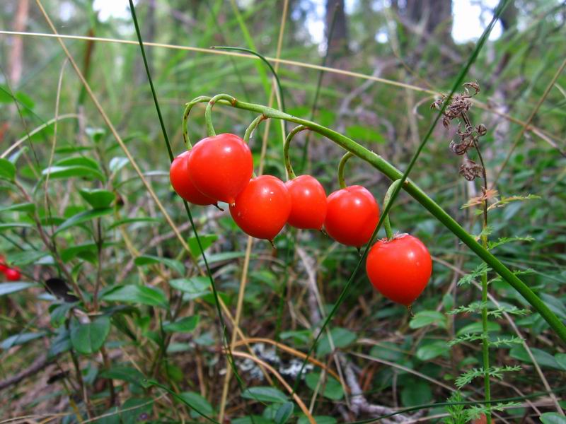 Изображение особи Convallaria majalis.