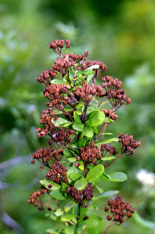 Image of Spiraea media specimen.