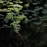 Oenanthe aquatica. Цветущее растение в старице. Белгородская обл., окрестности с. Хотмыжск, пойма р. Ворскла. 02.07.2009.