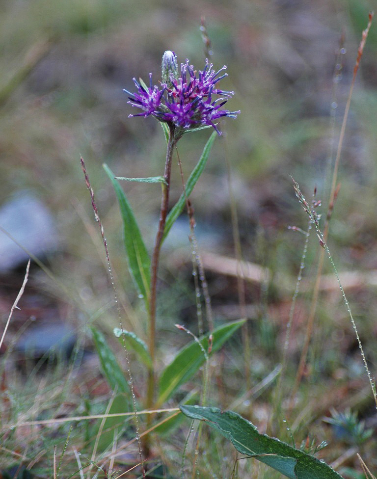 Изображение особи Saussurea alpina.