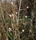 Camelina sylvestris