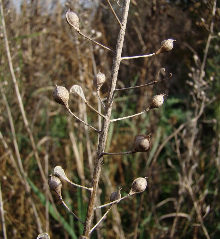 Image of Camelina sylvestris specimen.