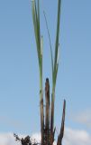 Carex hartmaniorum