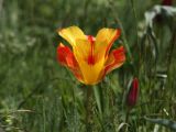 Tulipa greigii