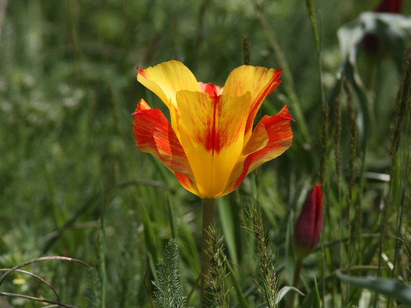 Изображение особи Tulipa greigii.