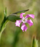 Pleconax conica