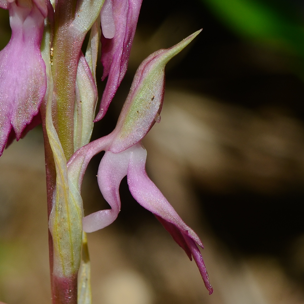 Изображение особи Anacamptis sancta.