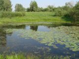 Nuphar lutea