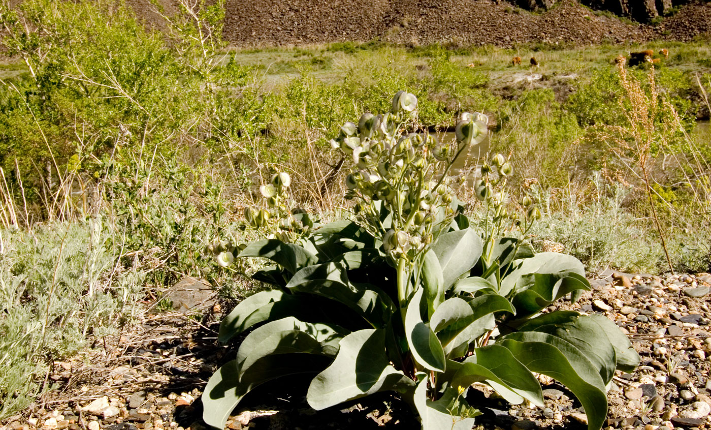 Изображение особи Rindera tetraspis.