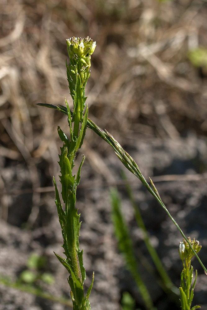 Image of Arabis gerardii specimen.