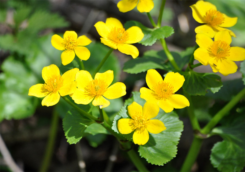 Изображение особи Caltha palustris.