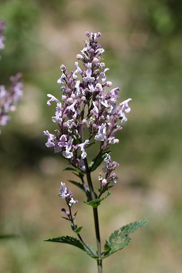 Изображение особи Nepeta nuda.