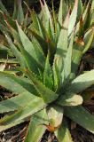 Aloe longibracteata. Вегетирующее растение. США, Калифорния, Сан-Франциско, ботанический сад. 14.02.2014.