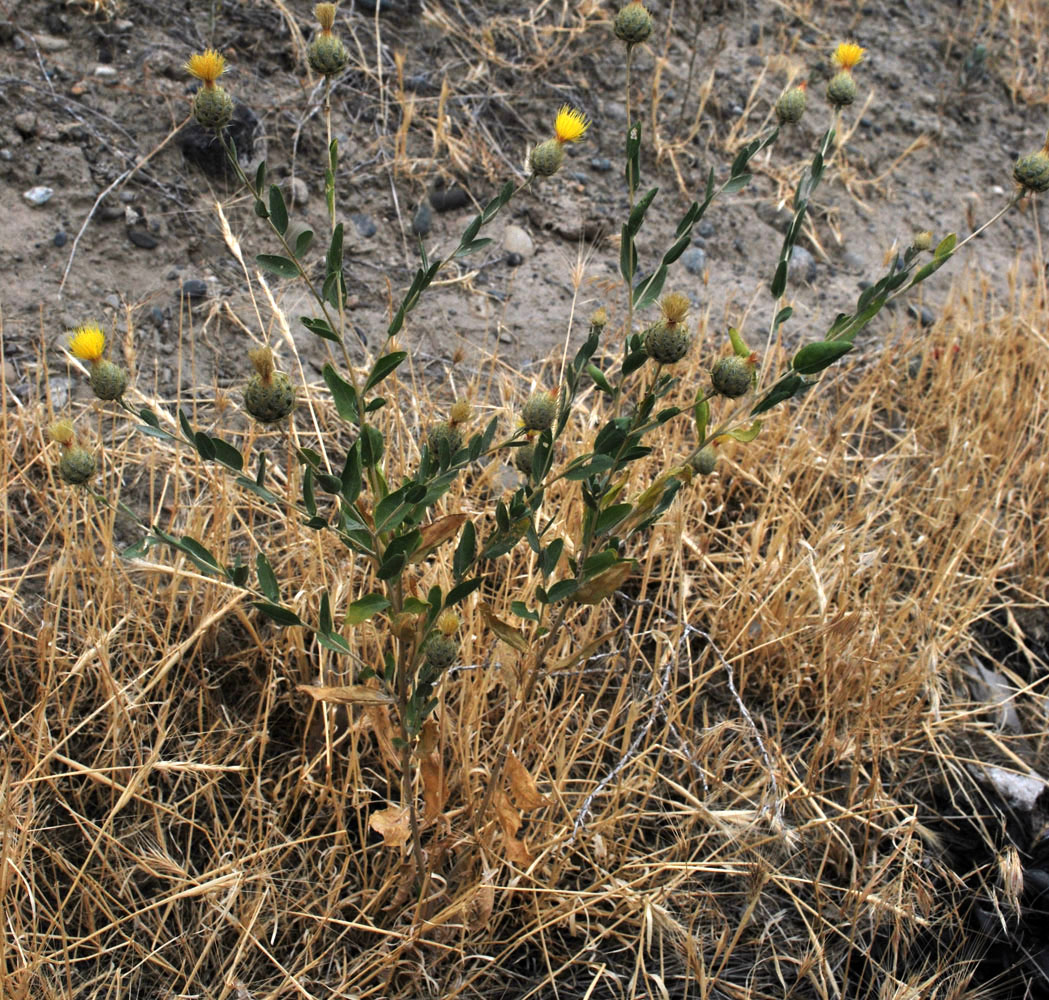 Image of Stizolophus balsamita specimen.