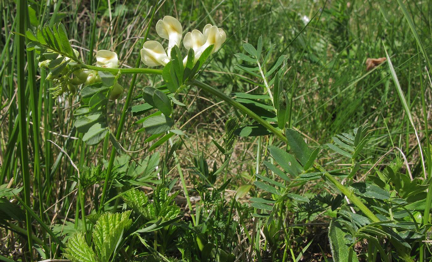 Изображение особи Vicia balansae.