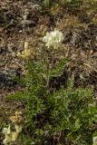 Oxytropis sordida. Цветущее растение. Свердловская обл., Карпинский городской округ, гора Серебрянский камень, зона горной тундры на выс. 1100-1280 м н.у.м. 18.07.2015.