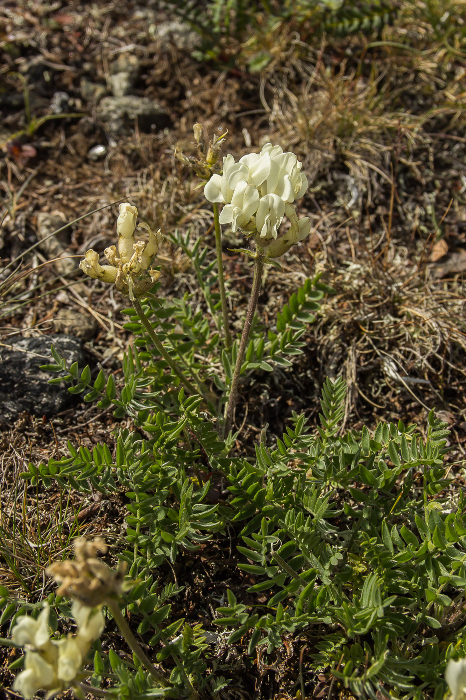 Изображение особи Oxytropis sordida.