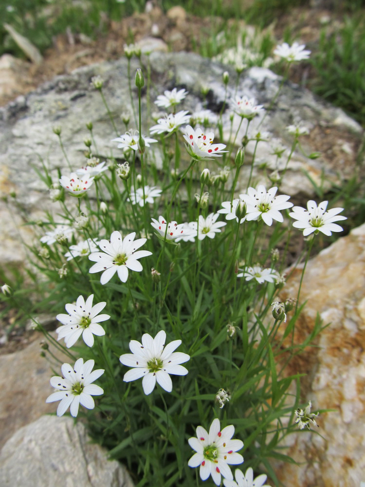 Изображение особи Stellaria peduncularis.