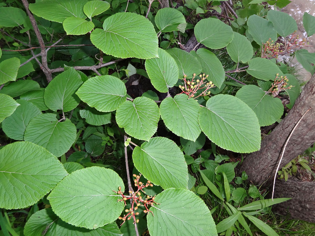 Image of Viburnum furcatum specimen.