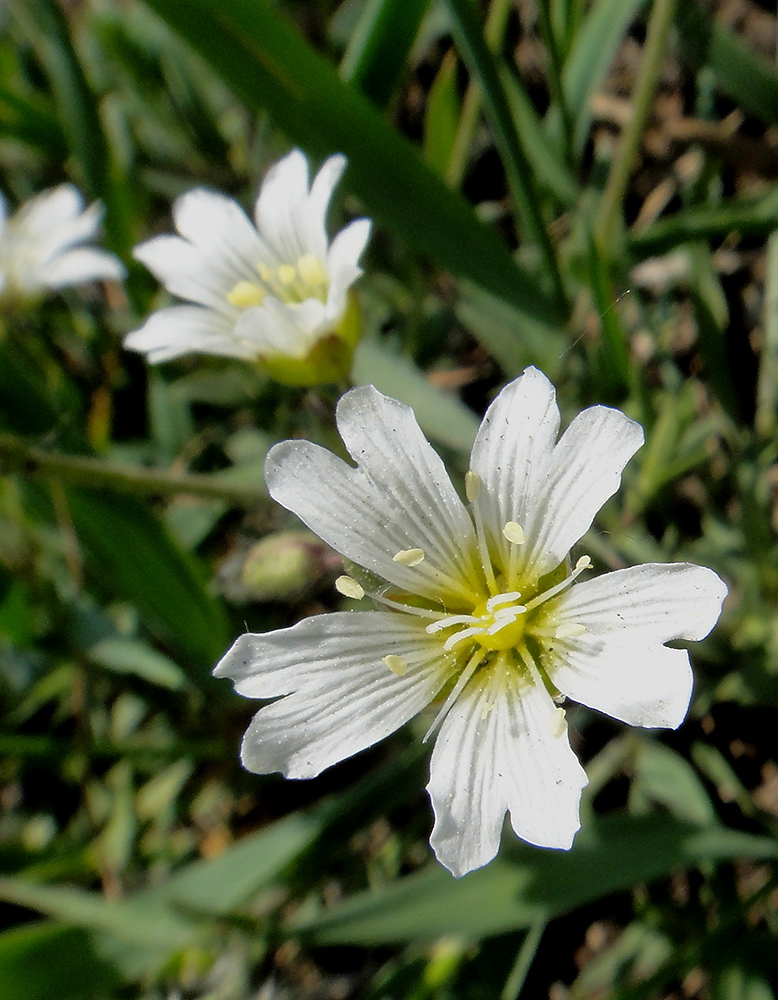 Изображение особи Cerastium arvense.