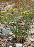 Helichrysum maracandicum. Цветущее растение с кормящимися тлями. Узбекистан, Ташкентская обл., зап. отроги Чаткальского хр., гора Бол. Чимган, ущ. Аксая. 25.07.2015.