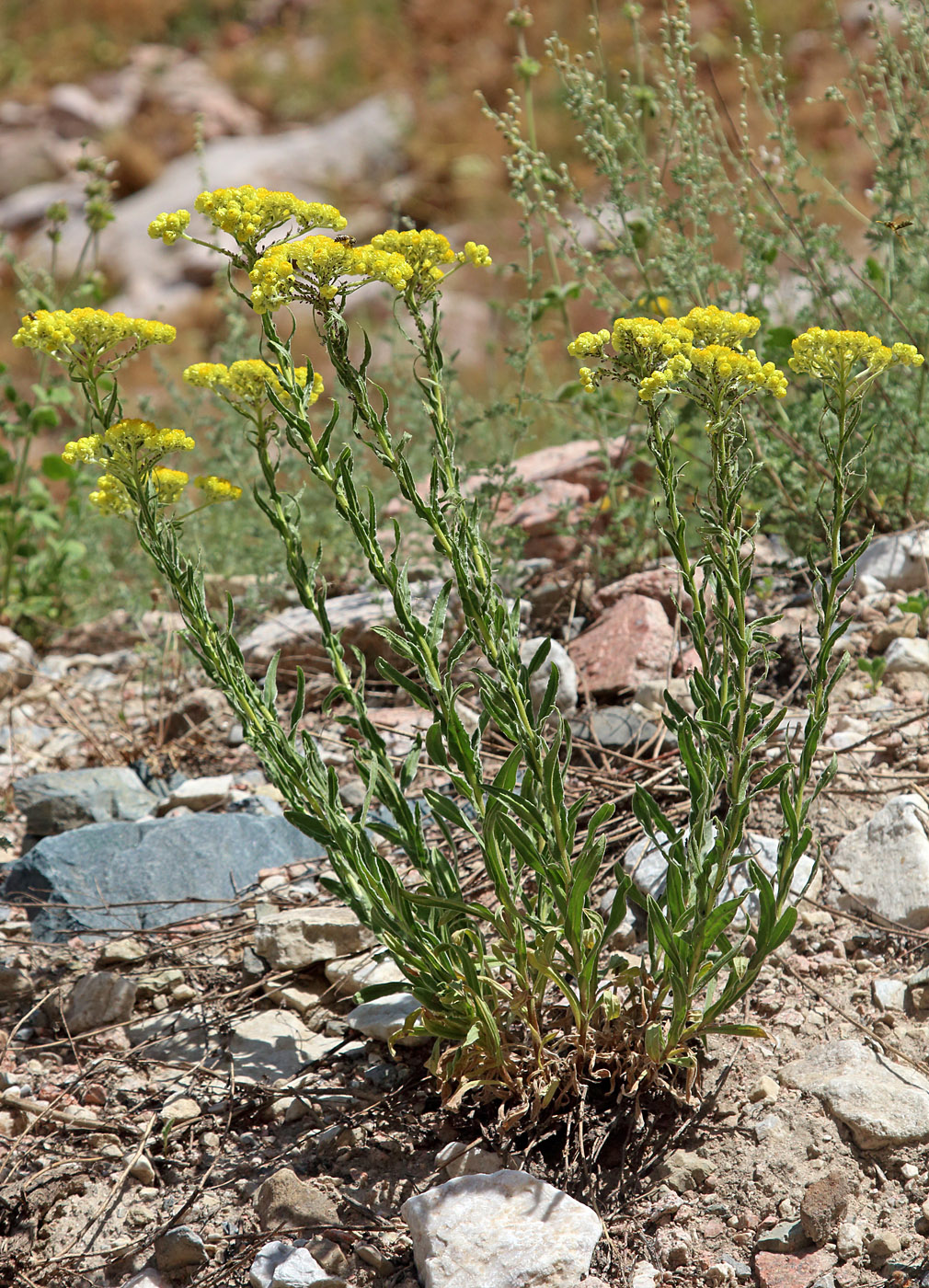 Image of Helichrysum maracandicum specimen.