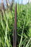 Carex elata. Верхушка растения с тычиночным и пестичными колосками до начала цветения. Нидерланды, провинция Groningen, Noordlaren, окр. озера Zuidlaardermeer, у берега мелиоративной канавы. 17 апреля 2010 г.