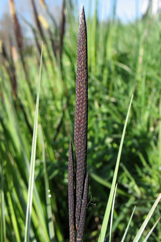 Image of Carex elata specimen.